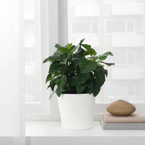 IKEA PAPAJA OSŁONA DONICZKI DONICZKA BIAŁA 12CM - obrazek 2
