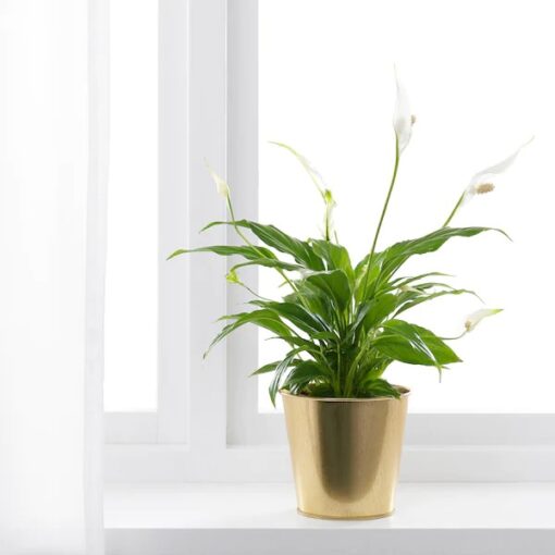 IKEA DAIDAI OSŁONA DONICZKI DONICZKA ZŁOTA 12 CM - obrazek 2