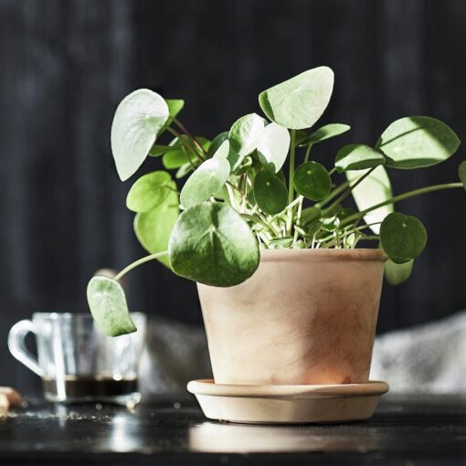 IKEA MUSKOTBLOMMA DONICZKA Z PODSTAWKĄ TERAKOTA 12 CM - obrazek 3