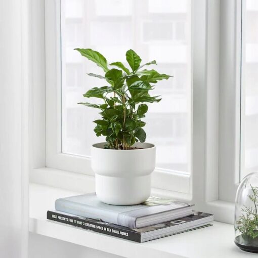 IKEA FORENLIG OSŁONA DONICZKI DONICZKA BIAŁA 12 CM - obrazek 2