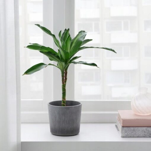 IKEA BOYSENBAR OSŁONA DONICZKI DONICZKA 9 CM - obrazek 2