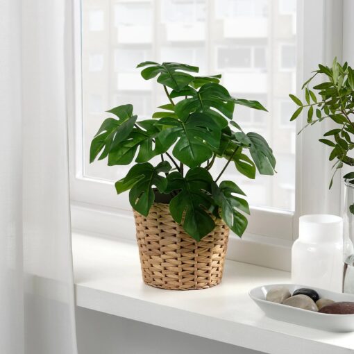 IKEA FEJKA SZTUCZNA ROŚLINA W DONICZCE MONSTERA 12 cm - obrazek 2