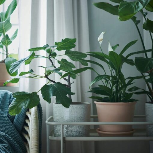 IKEA MUSKOTBLOMMA DONICZKA Z PODSTAWKĄ TERAKOTA 15 CM - obrazek 3