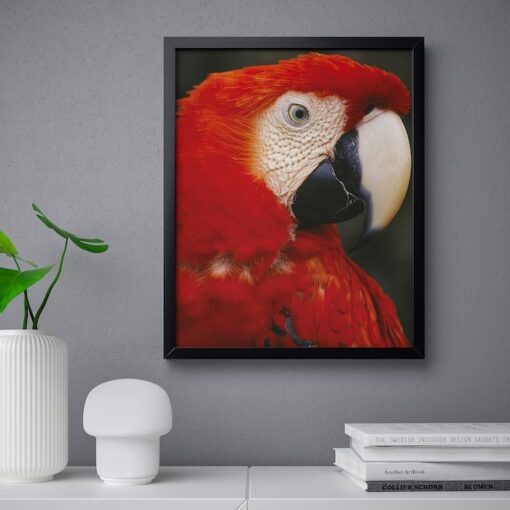 IKEA BILD PLAKAT PAPUGA Z PROFILU 40x50 CM - obrazek 2