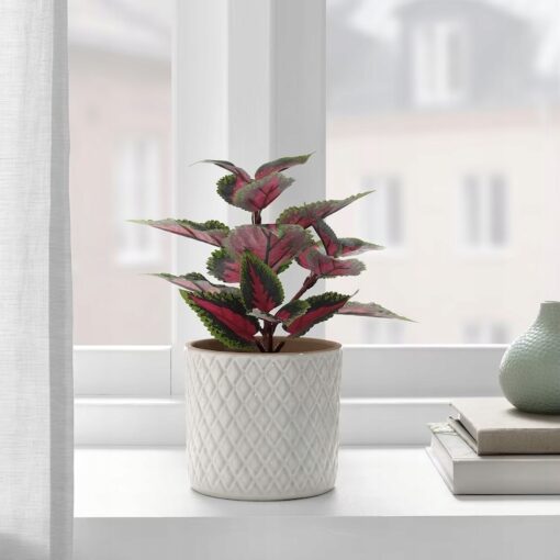 IKEA FEJKA SZTUCZNA ROŚLINA DONICZ. SOLENOSTEMON - obrazek 2