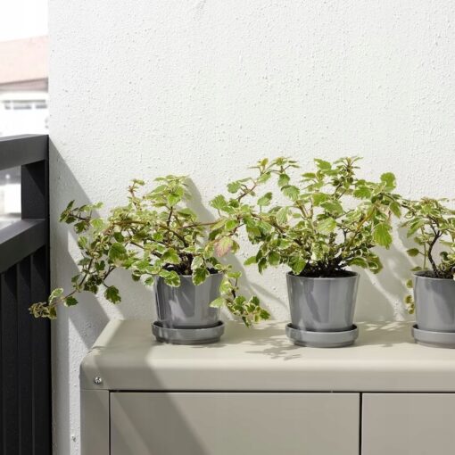 IKEA CITRUSFRUKT DONICZKA Z PODSTAWKĄ SZARA 9 CM - obrazek 5