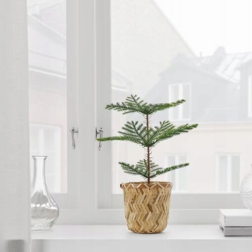 IKEA FEJKA SZTUCZNA ROŚLINA DONICZK. SOSNA NORFOLK - obrazek 3