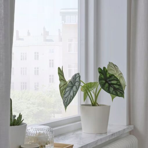 IKEA SOJABONA OSŁONKA DONICZKI BIAŁA 12 CM - obrazek 4